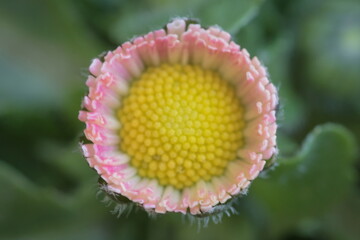 Background with common daisy bud, lawn daisy or english daisy  Bellis perennis  macro photography © ramona georgescu