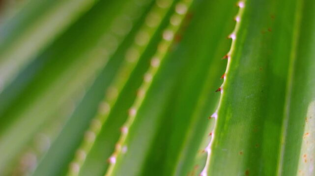 Close-up footage of pandanus plant leaves near the beach in warm evening light with soft bokeh background, capturing tropical coastal nature and calm seaside atmosphere.