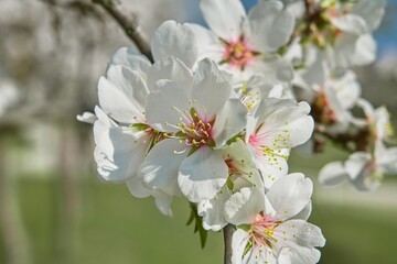 Fototapeta premium White spring blossoms on a fruit tree branch