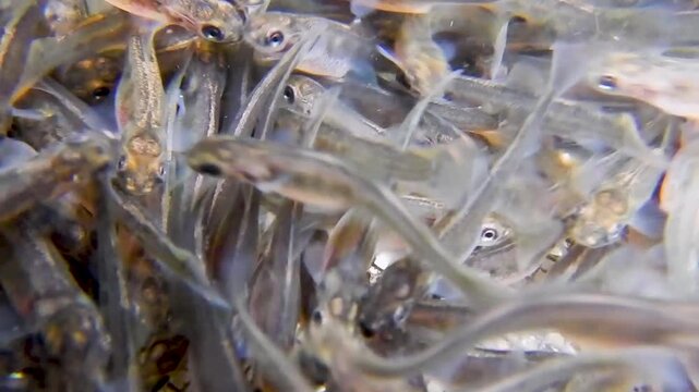 Junge Forellen mit Dottersack als Fischbrut kurz nach dem Schlupf aus dem Ei in der Fischzucht mit Unterwasservideo
