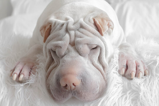 Close-up portrait of a Shar pei dog lying on a fluffy blanket sleeping
