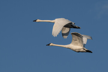 Obraz premium Pair of trumpeter swans in flight.