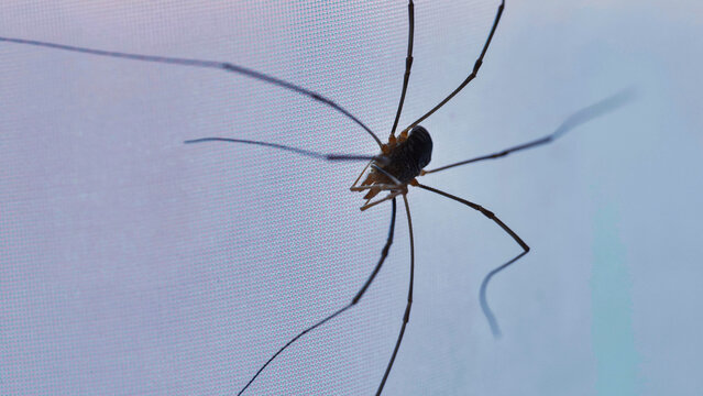 Harvestman spider crawling on white background showing long legs