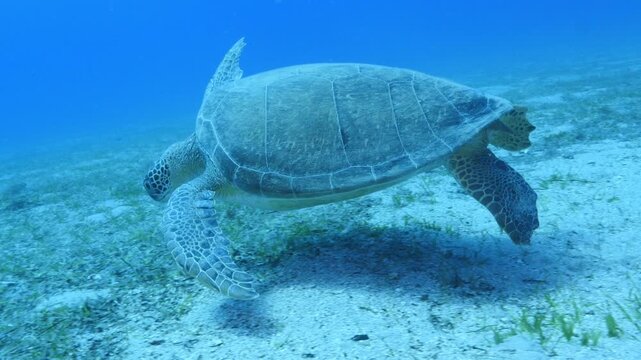 
turtle swimming  underwater. green sea turtle (Chelonia mydas) swimming and feeding ocean grass scenery  with animal eating
