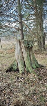 Rustikaler toter Baumstumpf