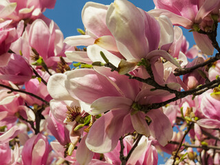 Obraz premium Pink Magnolia Blossoms. Pink magnolia flowers blooming on tree branches against blue spring sky