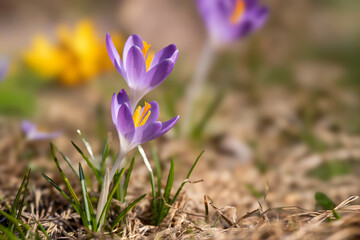 Krokusy. © Janusz Lipiński