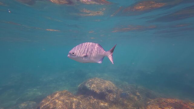 Serene Underwater Profile Shot of Permit Fish Swimming Over Rocky Reef in Clear Turquoise Water at Isla Ixtapa Guerrero Mexico with Surface Reflection