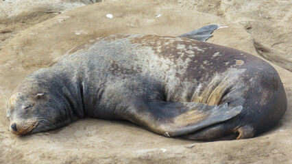 California Sea Lion Sleeping on Rock © Kirsty Nadine