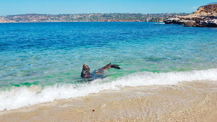 California Sea Lion in the Waves © Kirsty Nadine