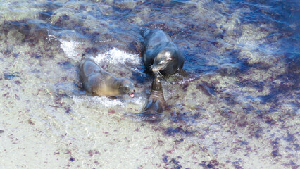 Three California Sea Lions © Kirsty Nadine