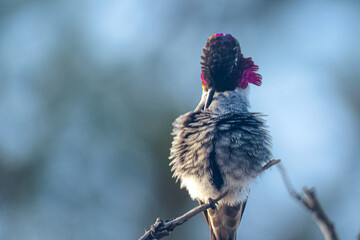 Fototapeta premium Male Anna's Hummingbird Preening