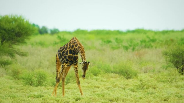 Cute massai giraffe in tsavo east national park, kenya, africa. 