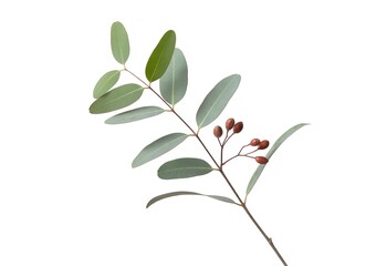 Obraz premium Eucalyptus branch with green leaves and small brown berries on white background image