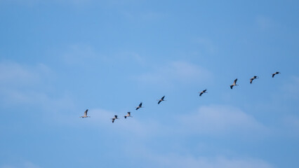 Przylot żurawi. © Janusz Lipiński