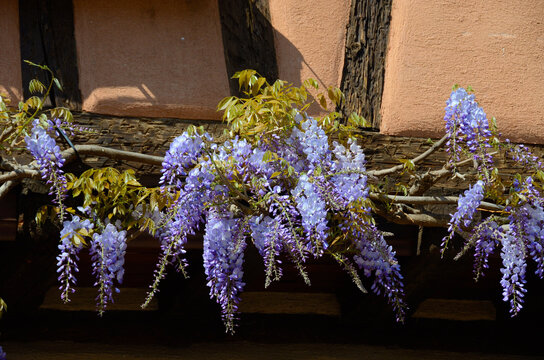 Flores moradas en Riquewihr, Alsacia, Francia