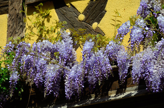 Flores moradas en Riquewihr, Alsacia, Francia