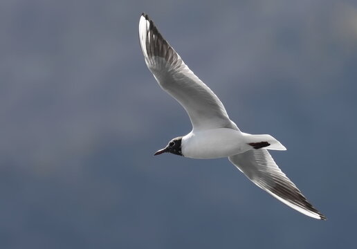 Common Black-headed Gull in flight, Larus ridibundus, birds of Montenegro