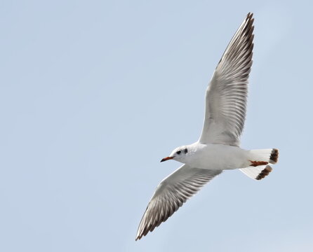 Common Black-headed Gull in flight, Larus ridibundus, birds of Montenegro