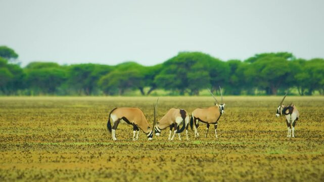 Two African Gemsboks (Oryx gazella) clashing their horns, fighting with each other in kruger national park of south africa. 