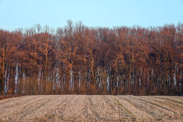 ​A dense forest with bare trees lit by the warm evening sun against a clear blue sky above a mown field. 