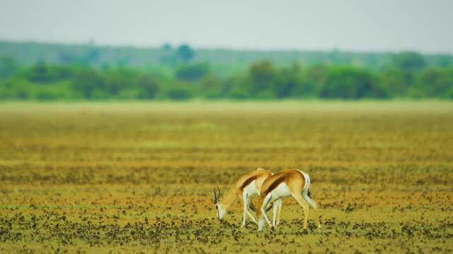 Two Springbok antelopes (Antidorcas marsupialis) grazing in Savanah, an easy target for predators. 