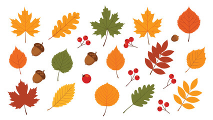 Fototapeta premium Comprehensive collection of various autumn leaves, berries, and acorns in fall colors for seasonal nature and garden themes.
