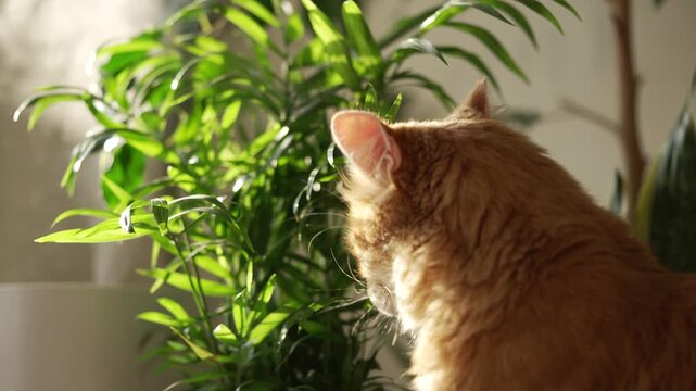 Curious red cat sitting by a sunny window, nibbling on the vibrant green leaves of a hamedorea, also known as a parlor palm, showcasing its playful and instinctual pet behavior
