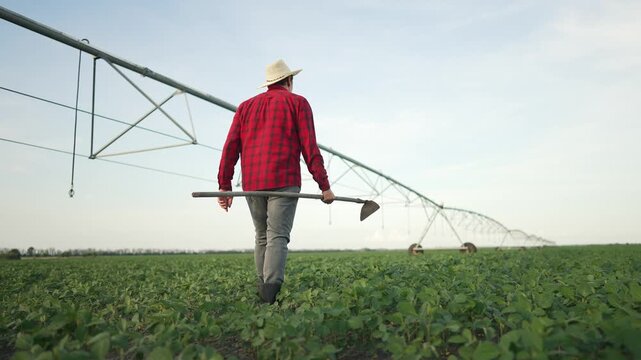 Farmer walks with hoe in field. Man wear plaid shirt and hat walk through green crops. Rural agriculture scene. Farmer hoe walk concept. Farm worker lifestyle. Farmer inspects growing plants with hoe.