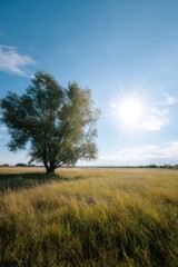Obraz premium Bright midday sun over solitary tree in expansive grassy field with clear blue sky and warm natural light and open horizon