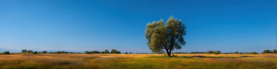 Obraz premium Lone tree on golden grass against a deep blue sky with a distant horizon line, showcasing quiet pastoral beauty and sunlit summer fields