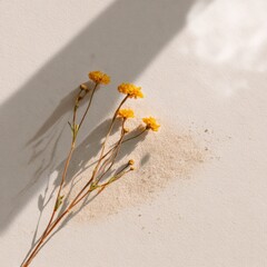 Fototapeta premium Dried yellow wildflowers shadow sand minimalist still life with natural texture sunlight composition and delicate botanical detail on pale surface