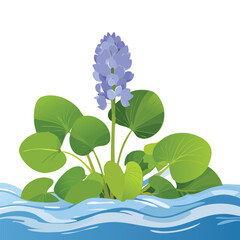 Vibrant water hyacinth plant with blue flowers and green leaves illustration