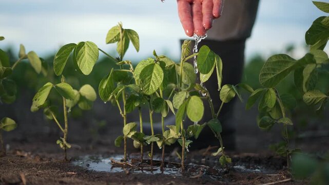 Farmer water soybean plants. Close-up of hand watering soybean leaves. Farming lifestyle with water in fertile soil. Sustainable agriculture concept. Farmer nurturing water soybean in rich soil.