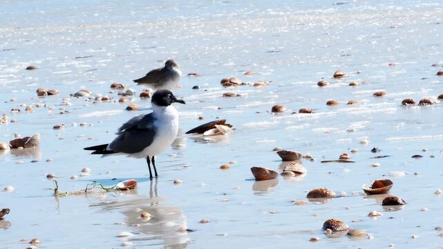 Seagulls walking and preening in shallow surf on a Gulf Coast beach on a sunny afternoon.