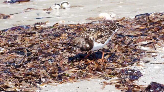 Ruddy Turnstone  (Arenaria interpres) foraging through sea grass and weeds on a Gulf Coast beach.