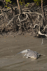 Obraz premium A Saltwater crocodile basking in sun at Sundarban tiger reserve