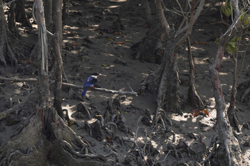 Obraz premium Black-capped kingfisher in mangrove habitat at Sundarban tiger reserve, India