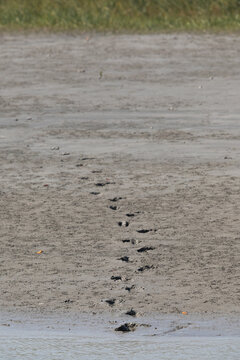 Closeup of  Tiger pugmarks on the mudflat at Sundarban tiger reserve, India