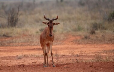 Naklejka premium one alert Hartebeest in the dry Savannah at Tsavo East National park in Kenya
