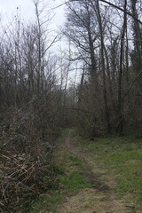 Quiet dirt path leading through a forest with bare trees and shrubs during late winter, creating a natural woodland landscape with a calm and slightly moody atmosphere.

