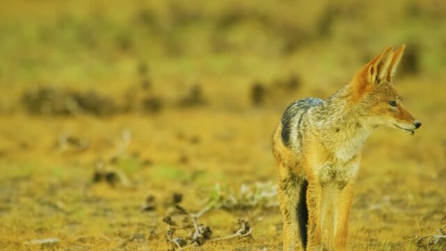 African Black-backed jackal (Lupulella mesomelas) running after stealing flesh of a dead prey.