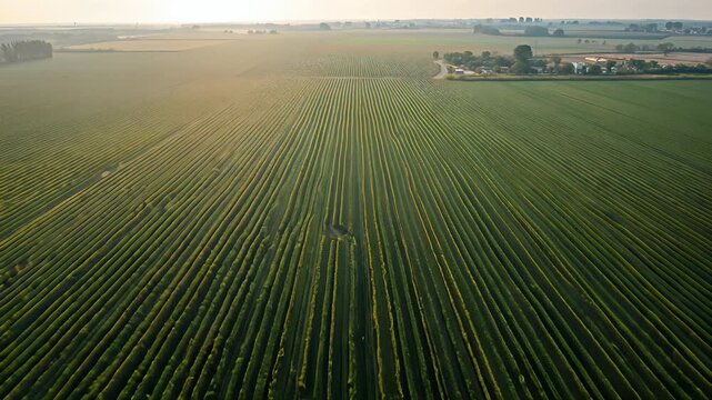 Aerial view of expansive green crop field with long parallel rows extending toward the distant horizon