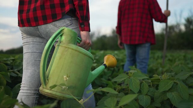 Couple farmer in field. Couple working together on soybean farm. Farmer carrying sprinkler soybean field. Rural farming lifestyle on soybean farm. Couple tending to soybean crops. Farming rural area.