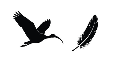 Silhouettes of a flying ibis and a single feather in black © MDFaruk