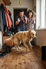 Funny dirty golden retriever dog shaking off wet mud in hallway while happy couple owners laugh, concept of pet mess, house cleaning and real life © staras