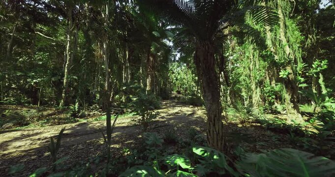 dappled forest path under cool shade. narrow dirt track bordered by tall trunks and hanging vines, soft ferns underfoot, scene invites dynamic outdoor activity