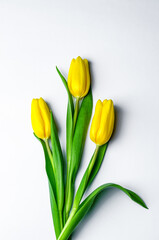 Fototapeta premium yellow tulips on white background