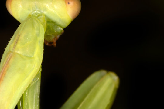 Ultramacro head of a praying mantis. Crimea
