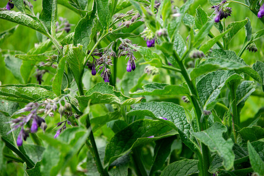 Comfrey plant, symphytum officinale, healing herb in the spring garden